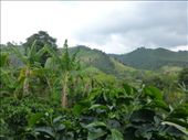 They also grew bananas, pineapples and other fruit as welll coffee.: by steve_and_emma, Views[416]