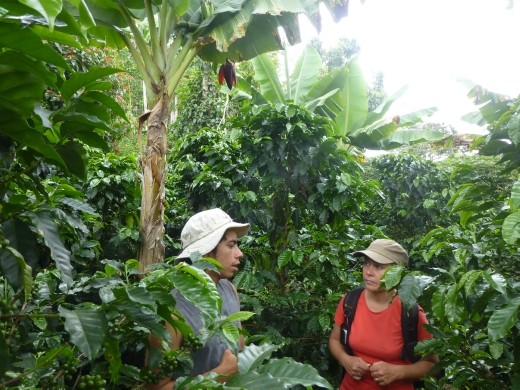 Emma pretending that she has a clue what the coffee planter is banging on about!