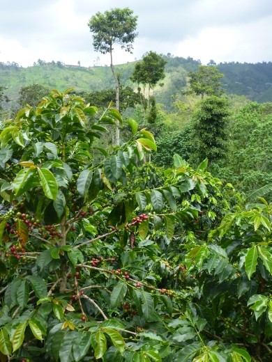 A coffee plantation.
