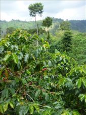 A coffee plantation.: by steve_and_emma, Views[367]