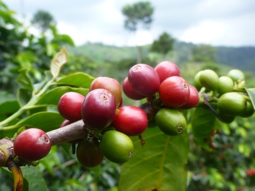 The redder the better a brew.
