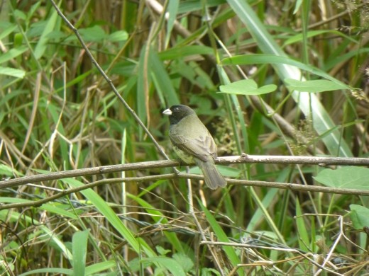 A bird on the way to the reserve.