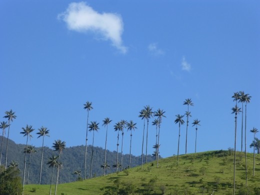 Lots of tall palms in Cocora.