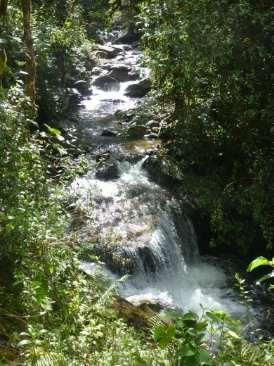 We followed a lovely stream through the forest.
