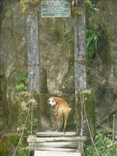 Our new guide dog leads the way.: by steve_and_emma, Views[243]