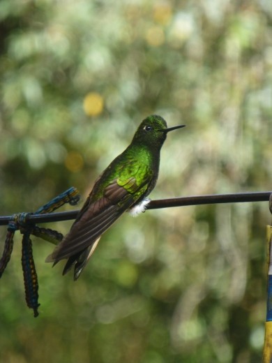 Lots of humming birds.