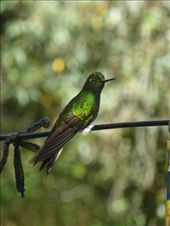 Lots of humming birds.: by steve_and_emma, Views[395]