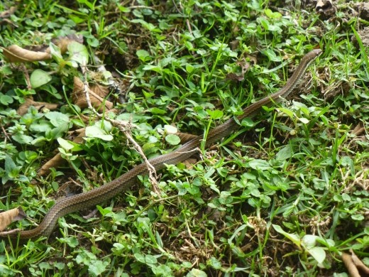 We spotted a snake on the walk.