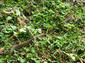 We spotted a snake on the walk.: by steve_and_emma, Views[505]