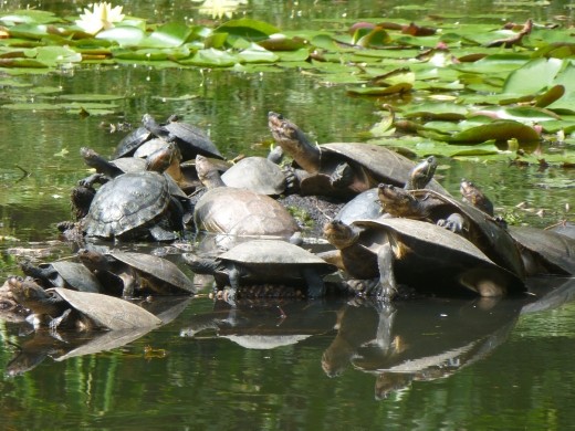 Turtle island in the gardens.