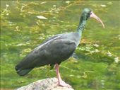 An ibis, aye for real.: by steve_and_emma, Views[432]