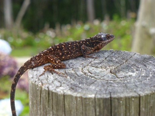 Lots of lizards in Parque Arvi.
