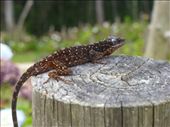 Lots of lizards in Parque Arvi.: by steve_and_emma, Views[648]