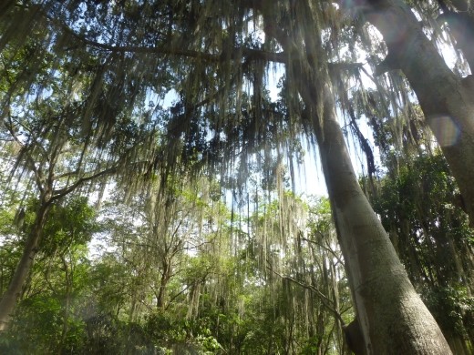 Furry trees in the town's park.