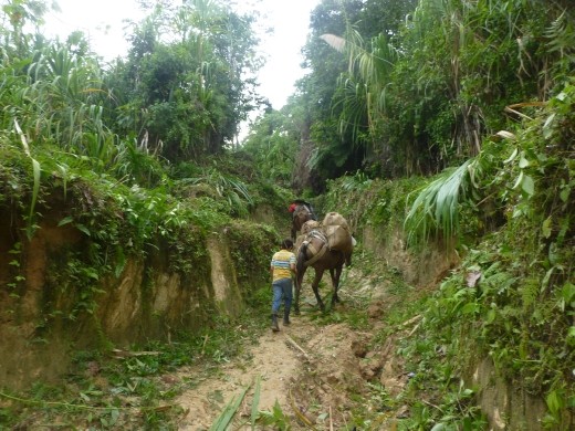Mules acrrying our food supplies.