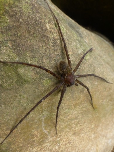 You had to be careful of nightime creepy crawlies in your hammock!