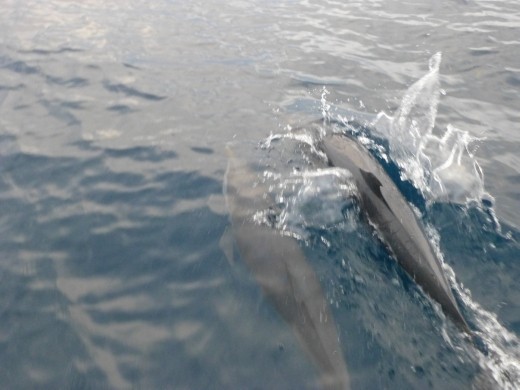 A pod of dolphins welcome us to Panama.