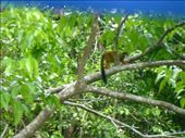A glimpse of a squirrel monkey on the way to Drake Bay.: by steve_and_emma, Views[350]