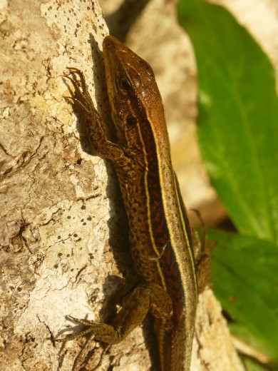 A skink.