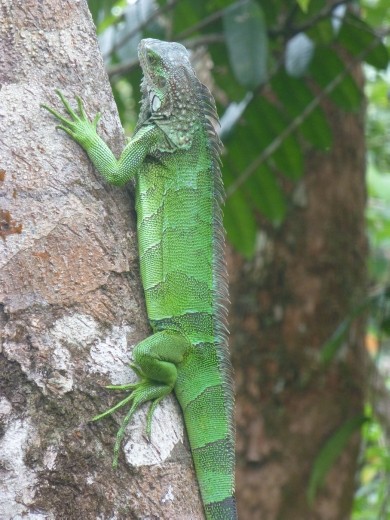 This iguana also stayed at Jade Mar.