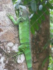 This iguana also stayed at Jade Mar.: by steve_and_emma, Views[524]