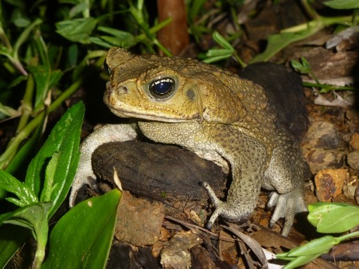 The infamous 'Cane Toad'.