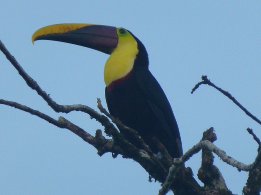 We spotted a tucan as we left for Corcovado, let's hope we spot loads of critters in the park.
