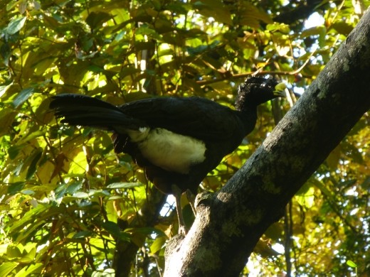 A Currasow was the first creature we spotted.