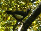 A Currasow was the first creature we spotted.: by steve_and_emma, Views[346]
