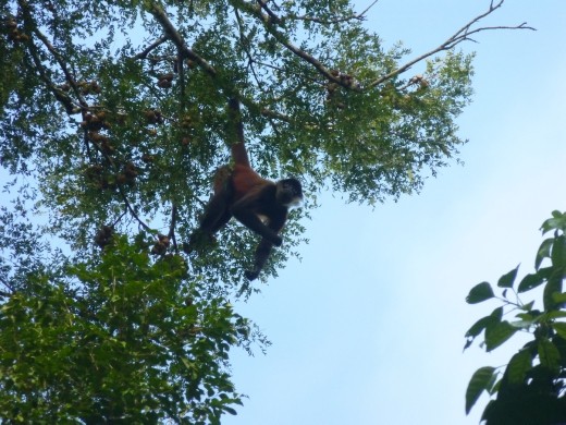 Spider Monkeys were hanging around the station.