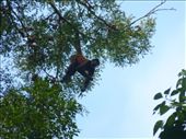 Spider Monkeys were hanging around the station.: by steve_and_emma, Views[362]