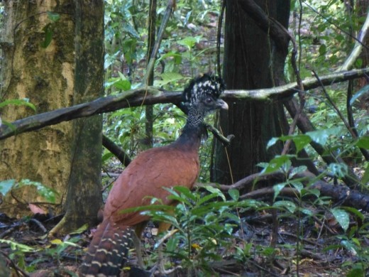 The female Currasow.