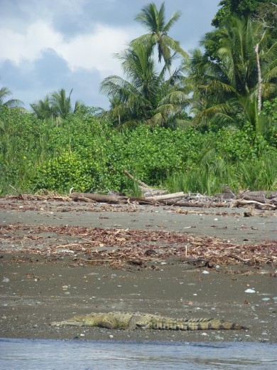 A croc basking on the bank of Rio Sirena.