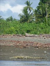 A croc basking on the bank of Rio Sirena.: by steve_and_emma, Views[369]