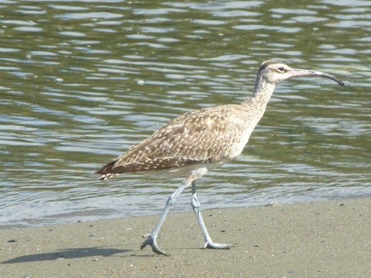 A whimbrel.