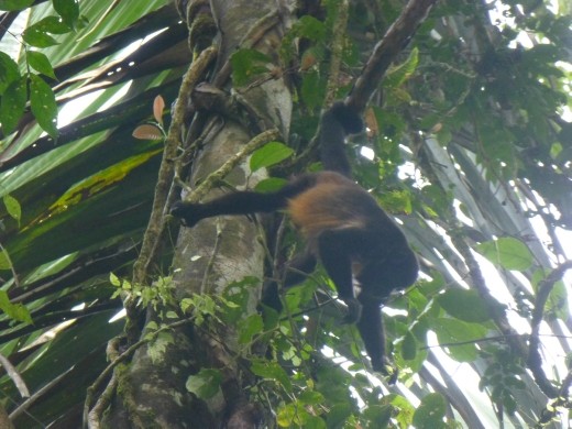 We got a good view of a troop of howler monkeys.