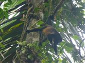We got a good view of a troop of howler monkeys.: by steve_and_emma, Views[329]