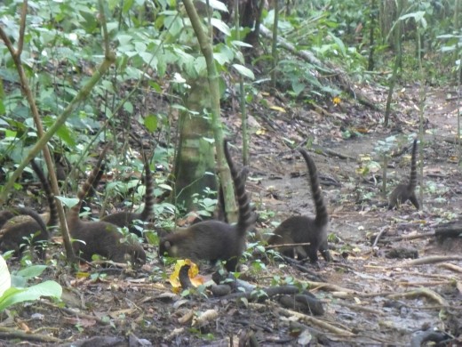 We were surrounded by a large group of coatis.