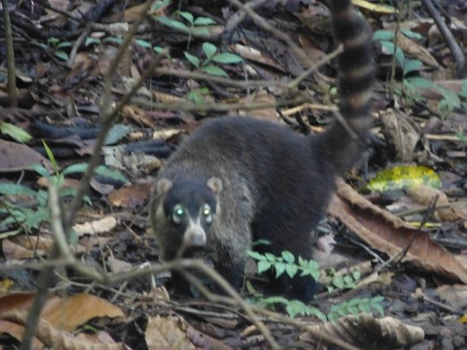 A coati, which is a bit like a raccoon.