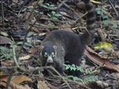 A coati, which is a bit like a raccoon.: by steve_and_emma, Views[389]