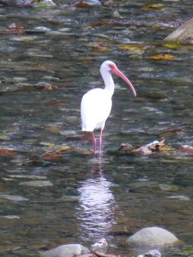 A white ibis.