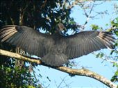 A vulture drying its wings.: by steve_and_emma, Views[425]