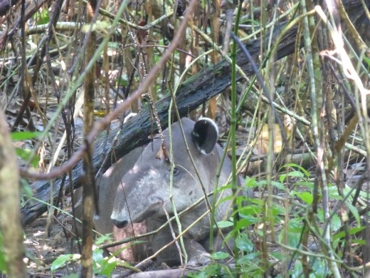 Our first tapir!