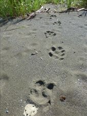 We followed these tracks to finall hunt down the tapir.: by steve_and_emma, Views[321]