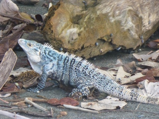 An iguana.