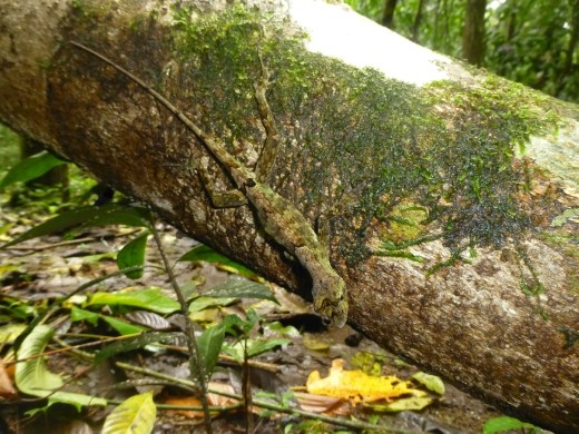 A lizard in the forest.