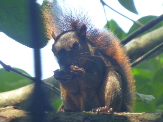 A squirrel (just in case Janette is looking at this without Mike's help).