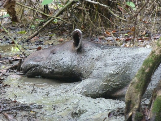 Our second tapir!