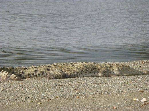 We nearly fell over this chap.