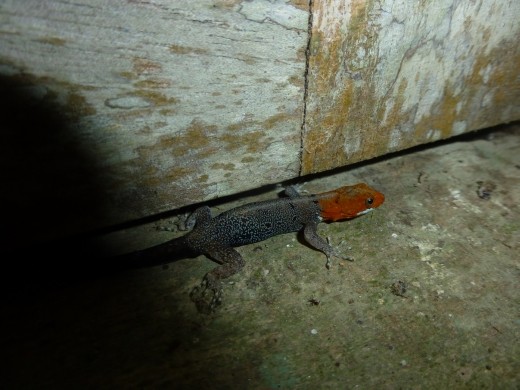 Red-headed lizard is my guess.